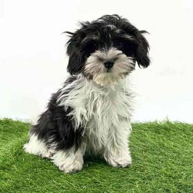 Havanese