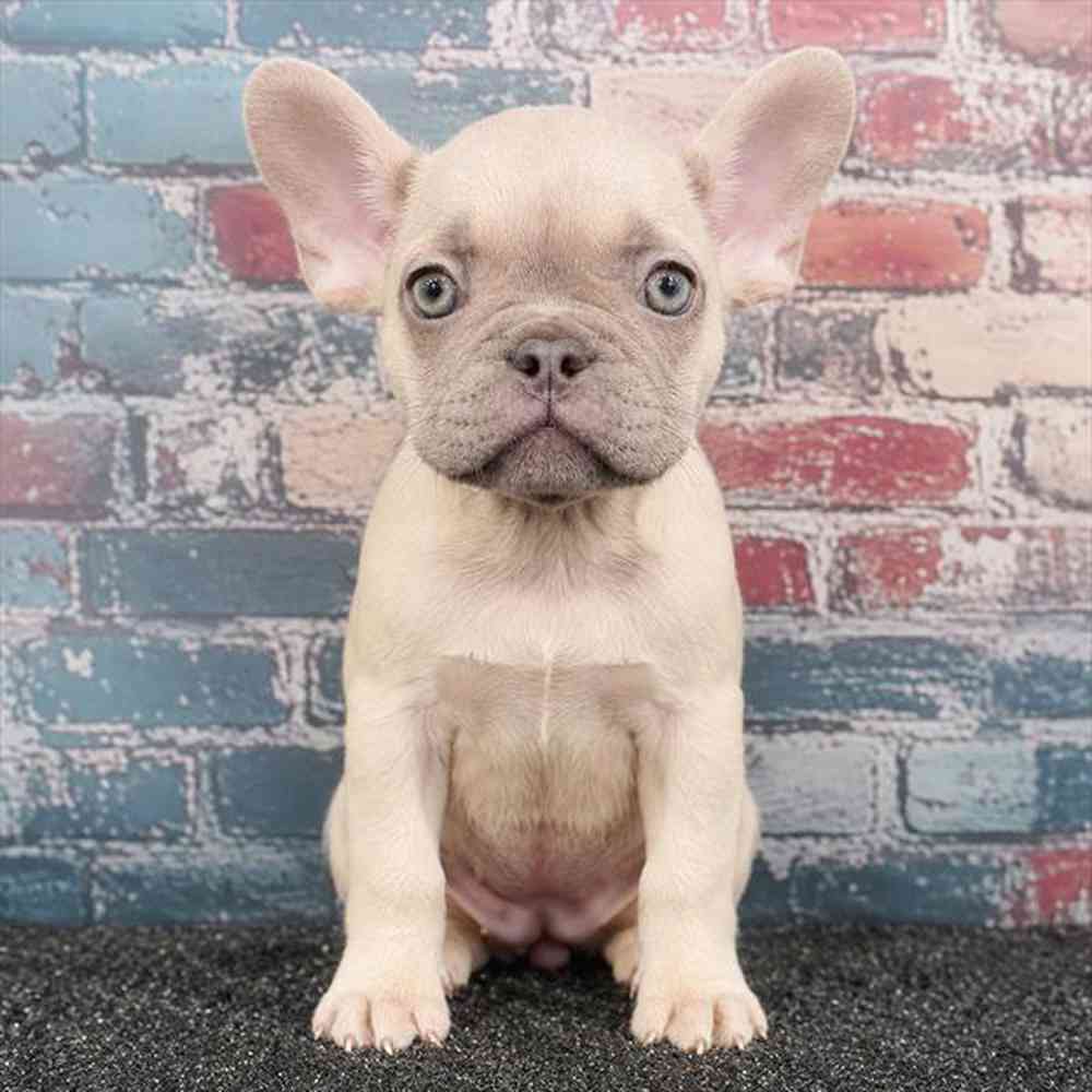 Image of a pet breed in the gallery