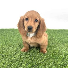 Dachshund
