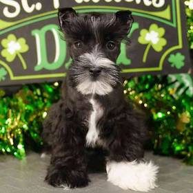 Mini Schnauzer
