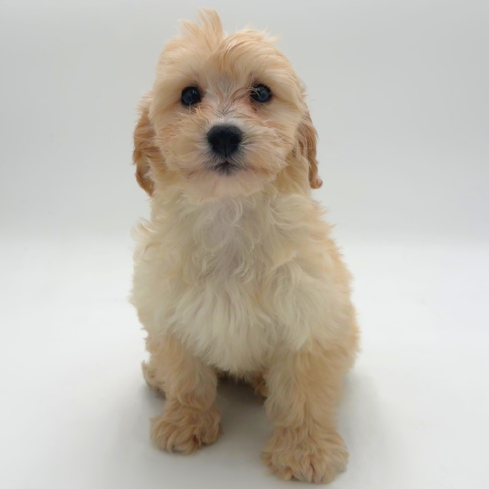 pet breed image