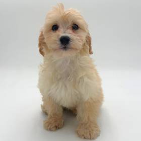 Yorkie-Poo