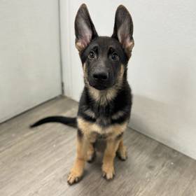 German Shepherd