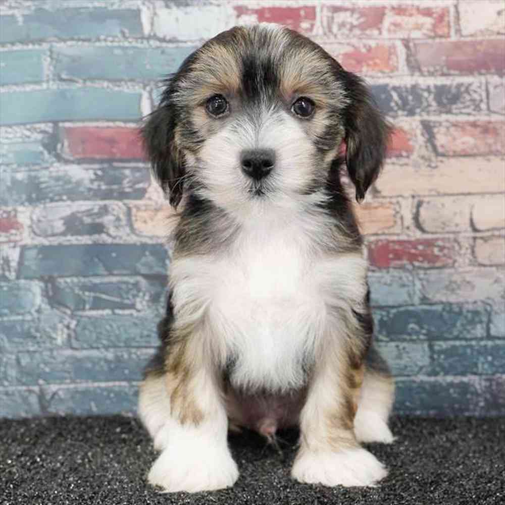 Image of a pet breed in the gallery