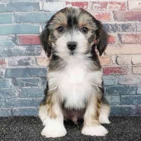 Chinese Crested