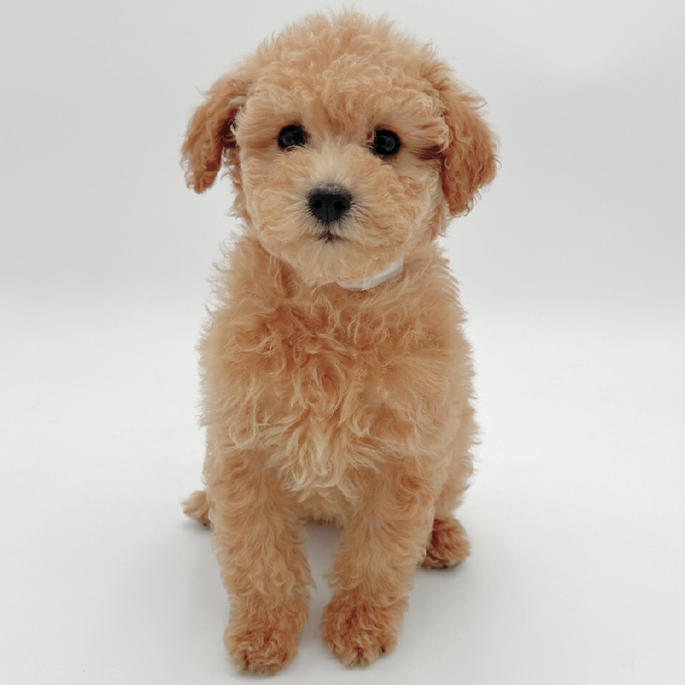 pet breed image