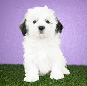 Havanese