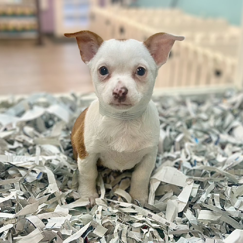 carousel pet images