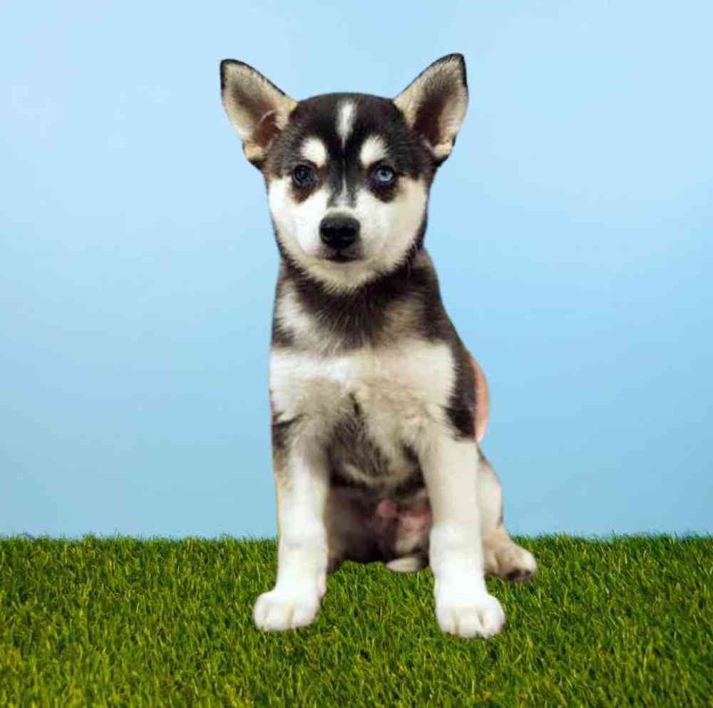 Male Alaskan Klee Kai Puppy for Sale in Meridian, ID