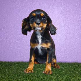 Cavalier King Charles Spaniel