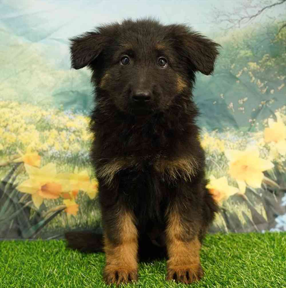 Image of a pet breed in the gallery