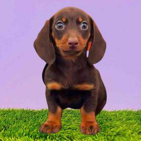 Dachshund