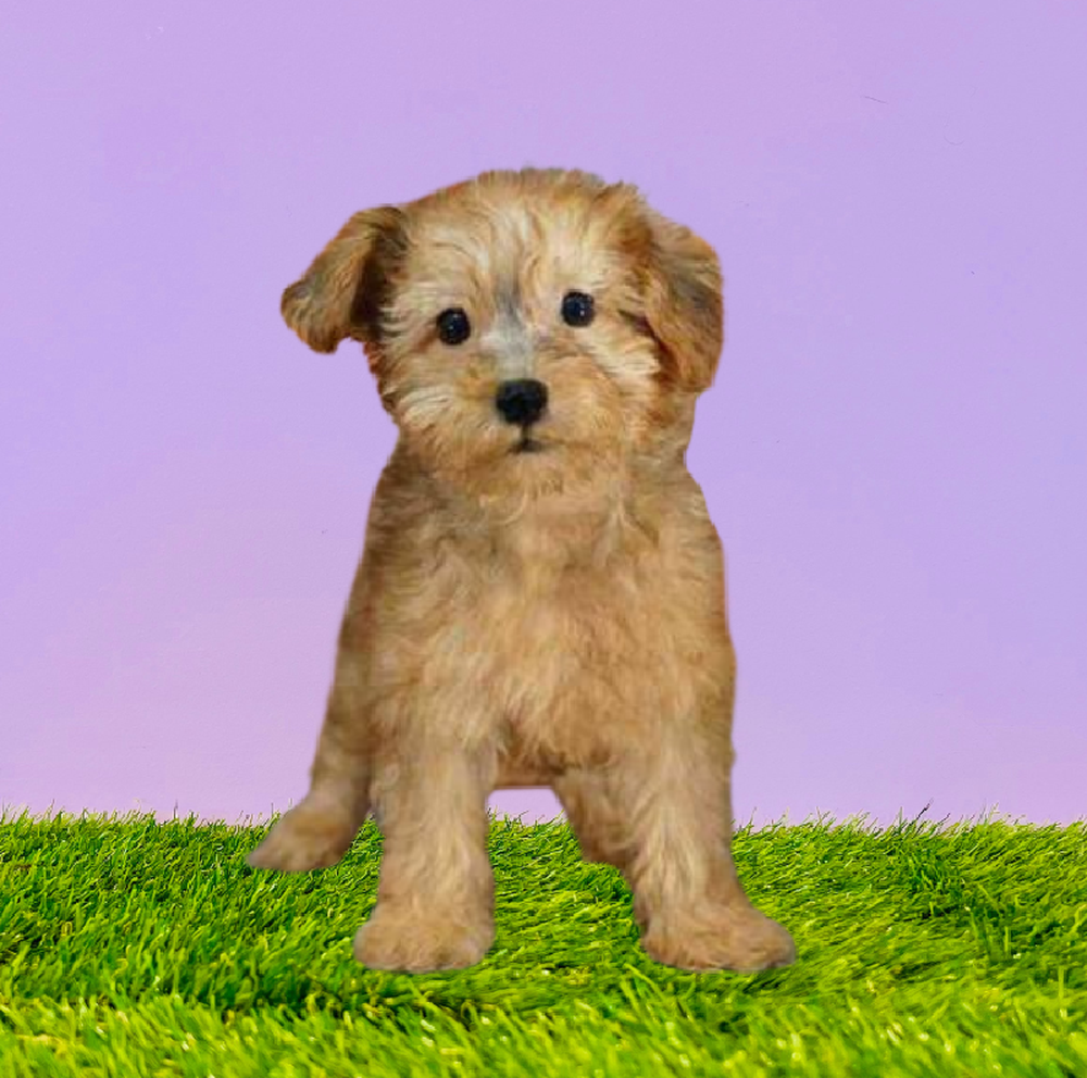 carousel pet images
