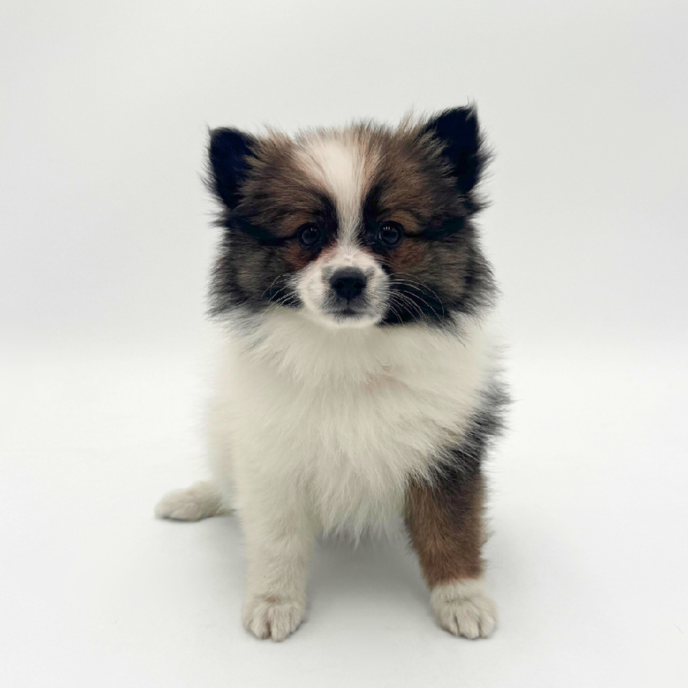 carousel pet images