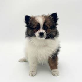 Pomeranian