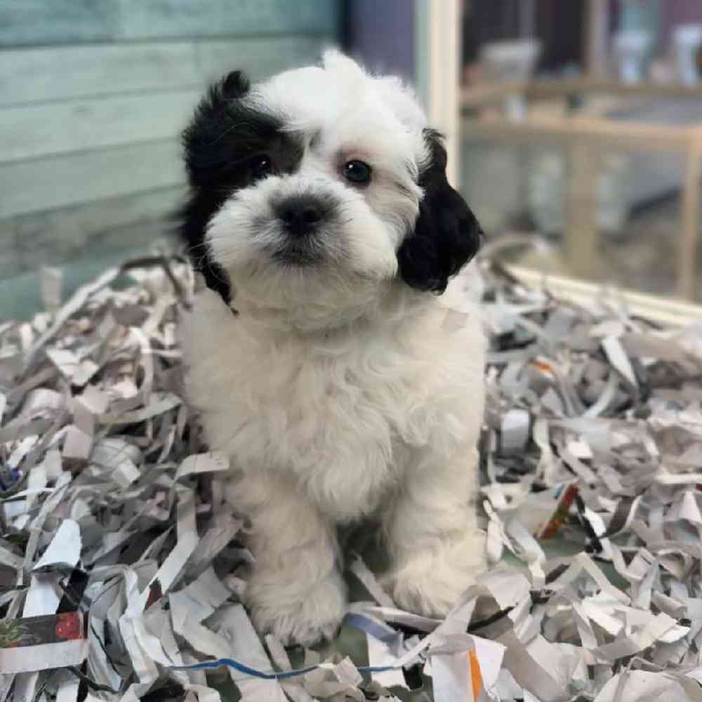 carousel pet images