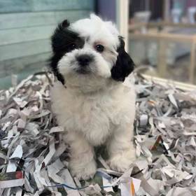 Teddy Bear