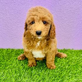 2nd Gen Mini Goldendoodle