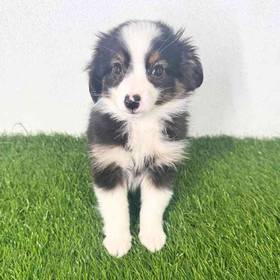 Mini Australian Shepherd