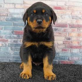 Rottweiler