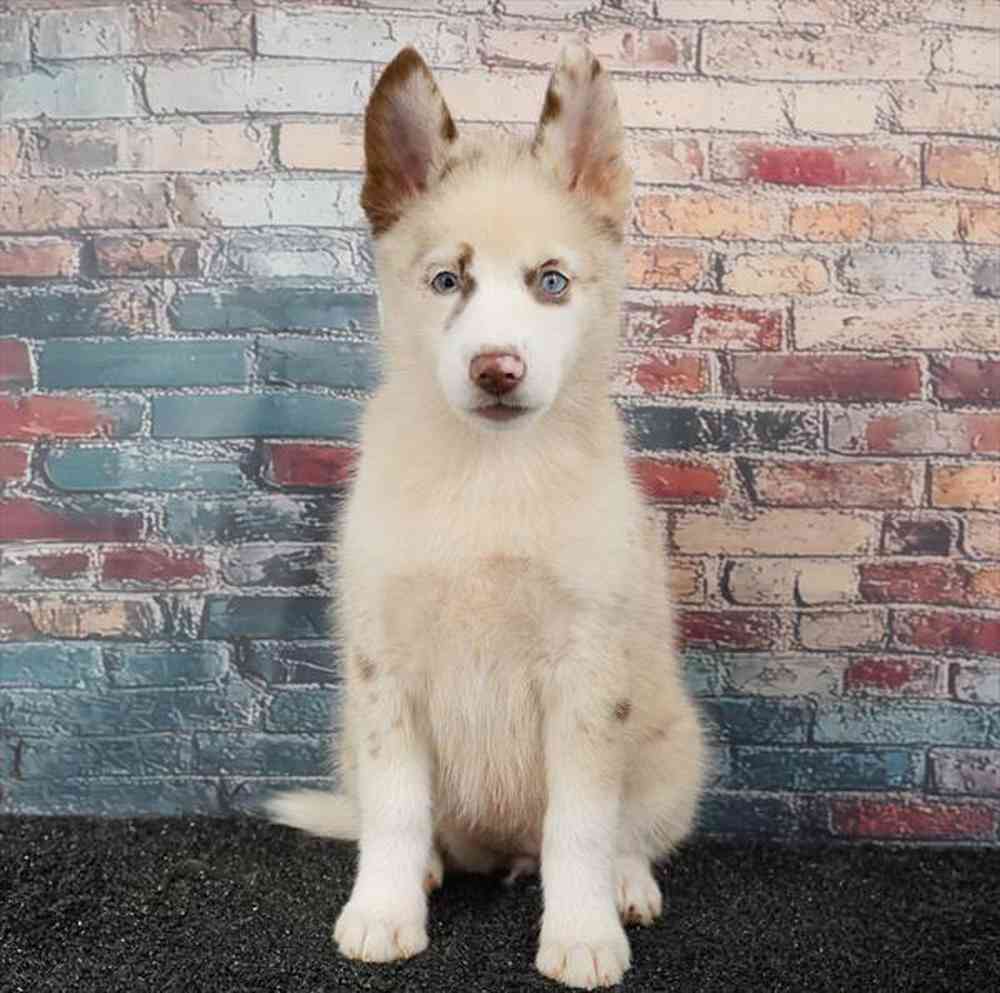 Image of a pet breed in the gallery