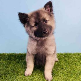 Keeshond