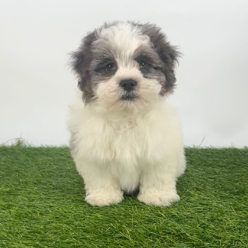 carousel pet images