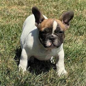 French Bulldog