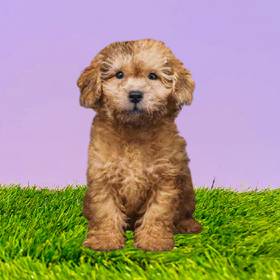 Shizapoo