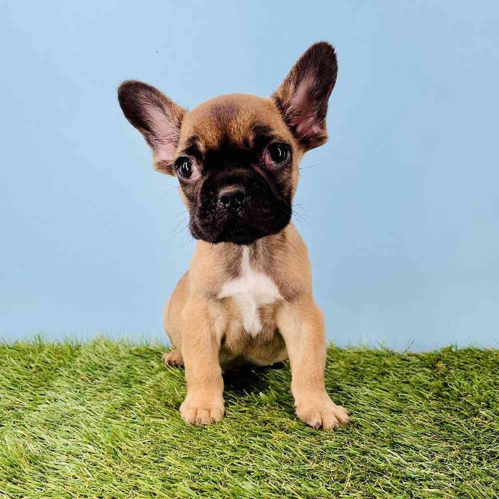 Image of a pet breed in the gallery