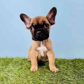 French Bulldog