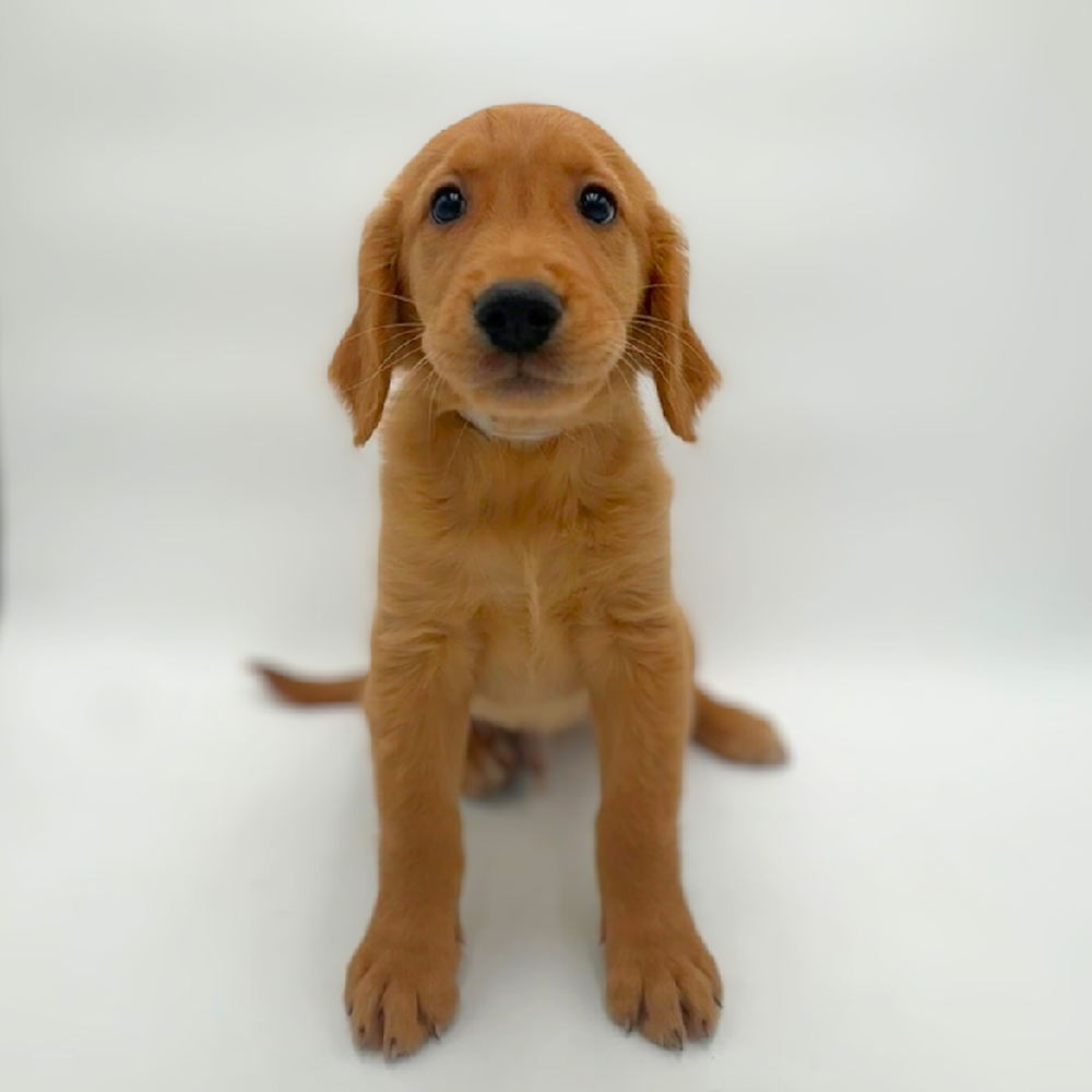 pet breed image