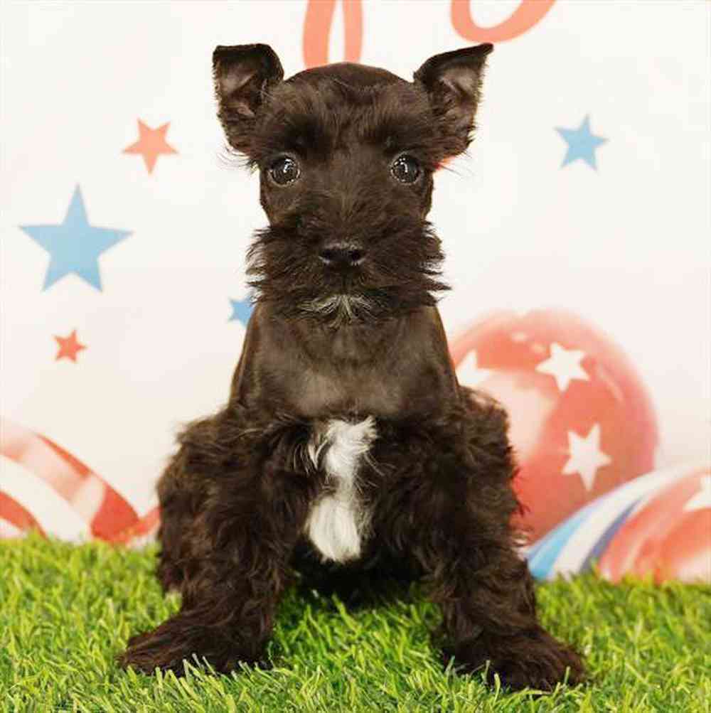 Image of a pet breed in the gallery
