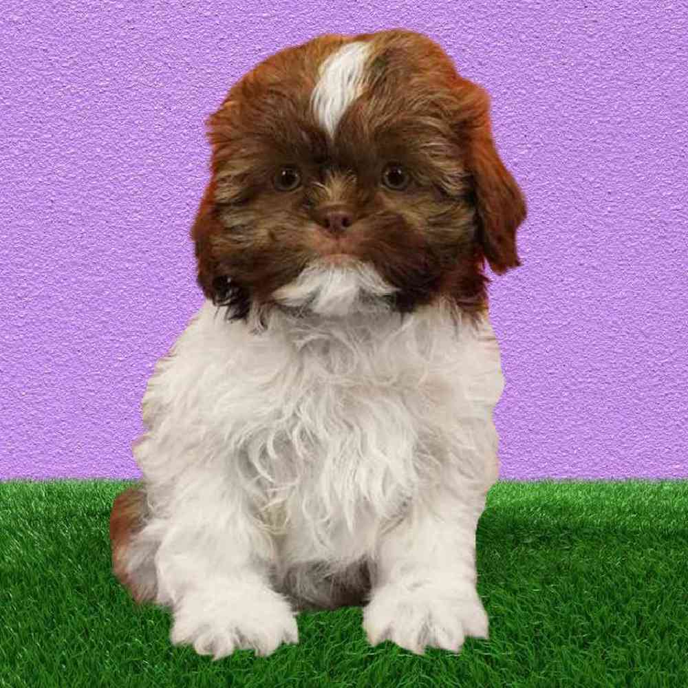 carousel pet images