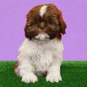 Shih Tzu