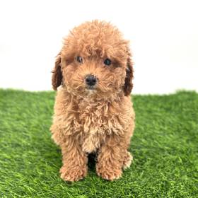 Mini Poodle