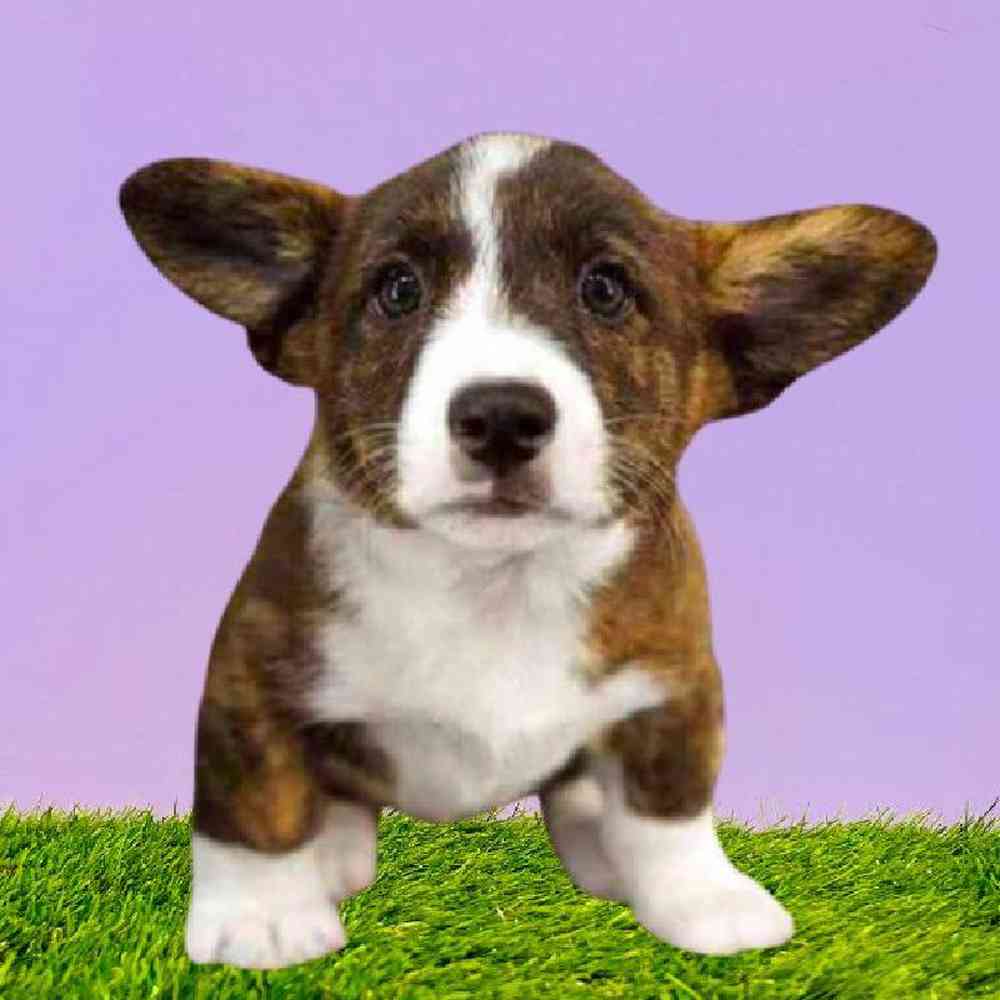 Male American Corgi Puppy for Sale in Puyallup, WA