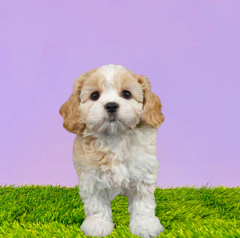 Male Yochon Puppy for Sale in Marietta, GA