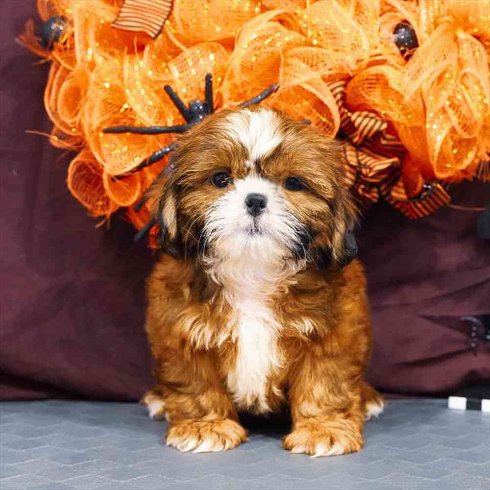 carousel pet images