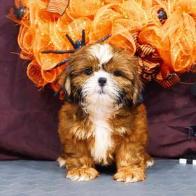 Shih Tzu