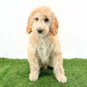 Cockapoo