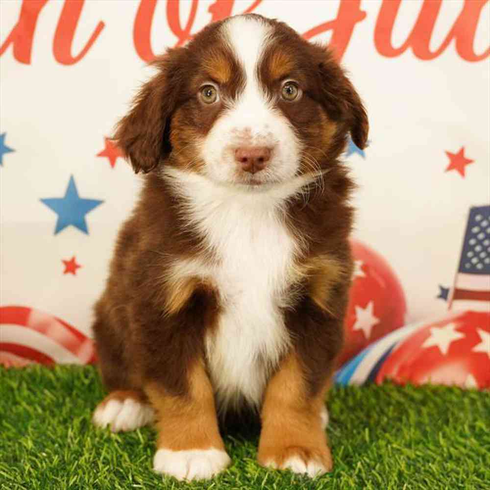 Image of a pet breed in the gallery