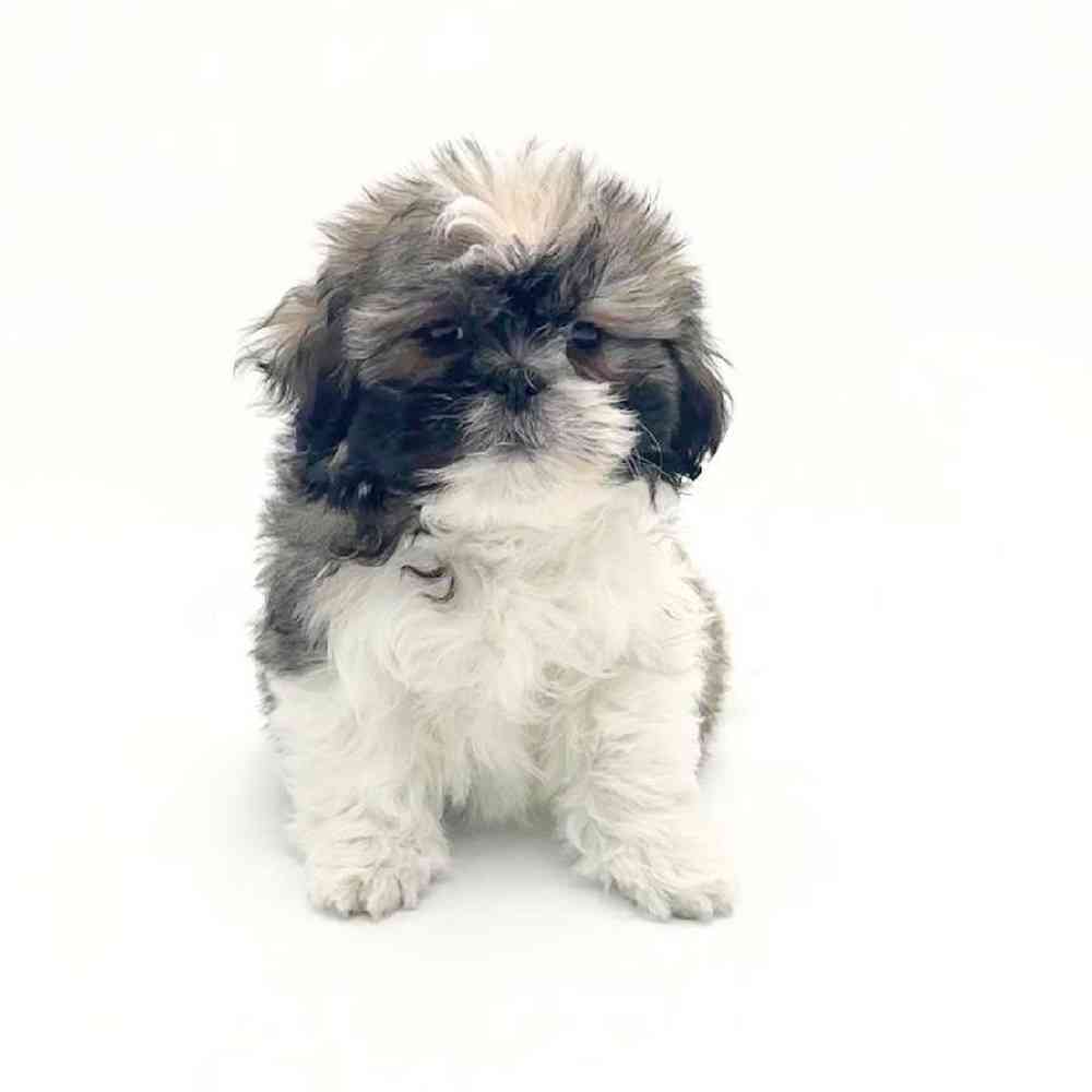 pet breed image