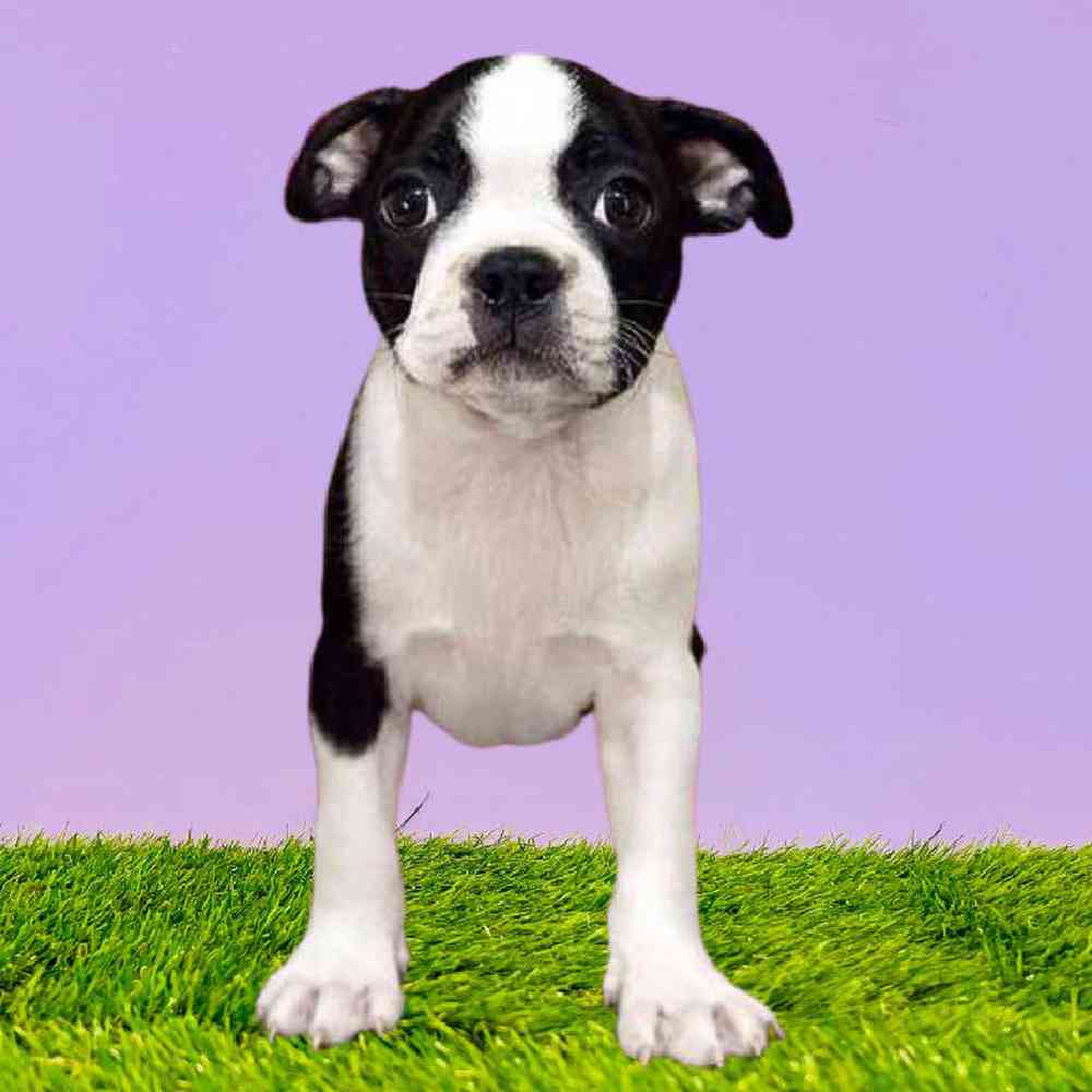 Female Boston Terrier Puppy for Sale in Puyallup, WA