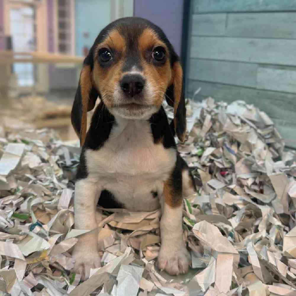 pet breed image
