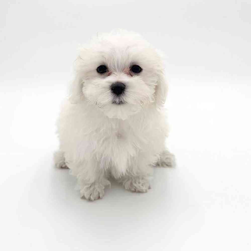 pet breed image