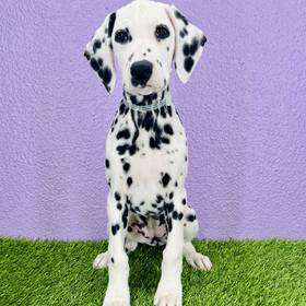 Dalmatian
