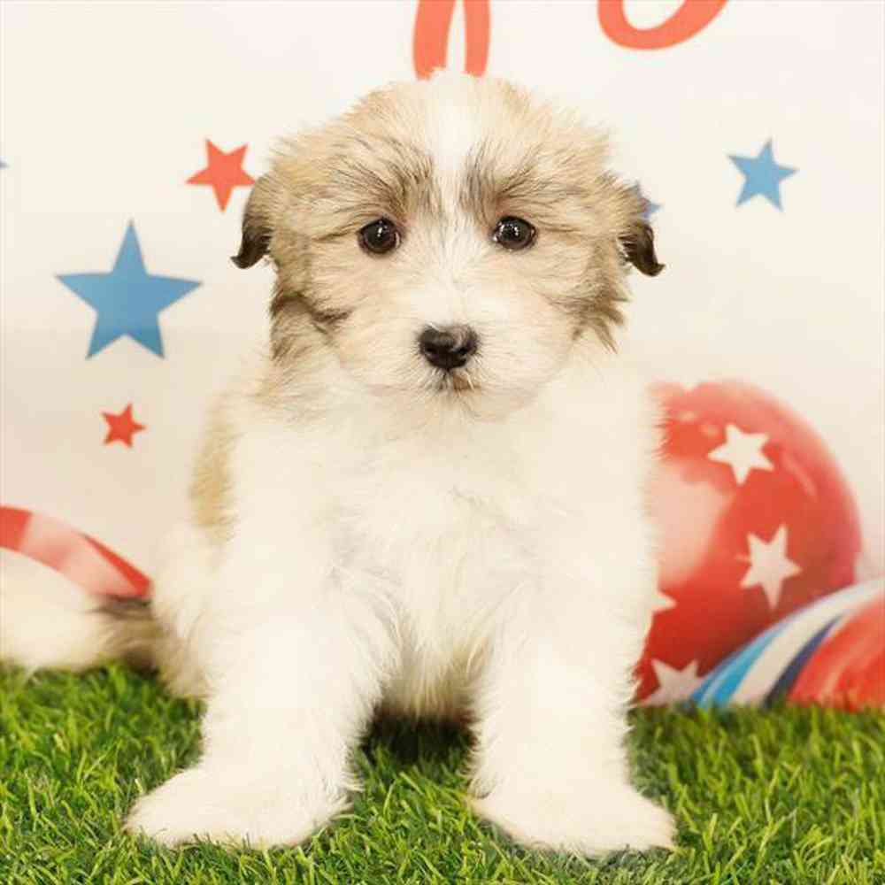 Image of a pet breed in the gallery