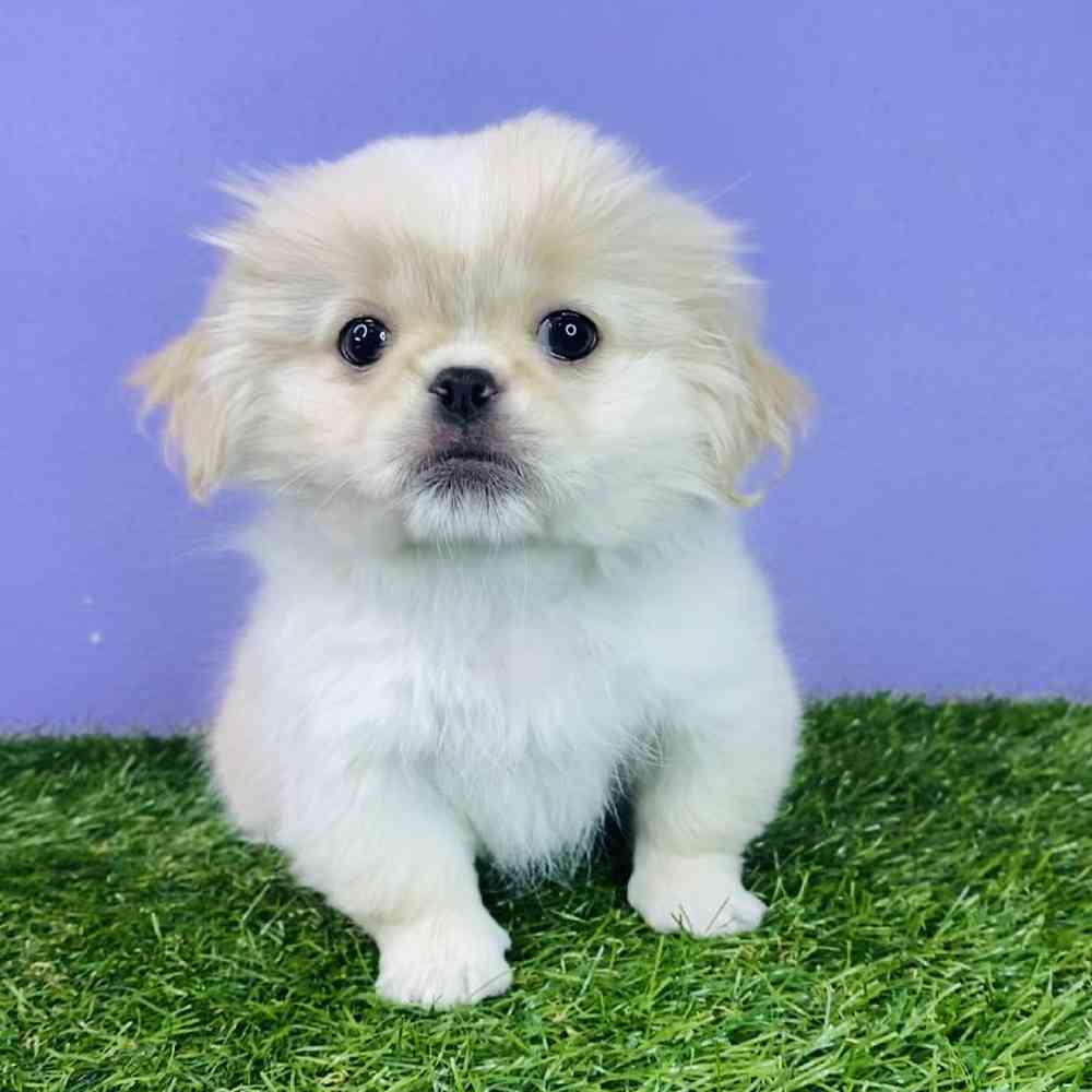 Female pekingese puppies for hot sale sale