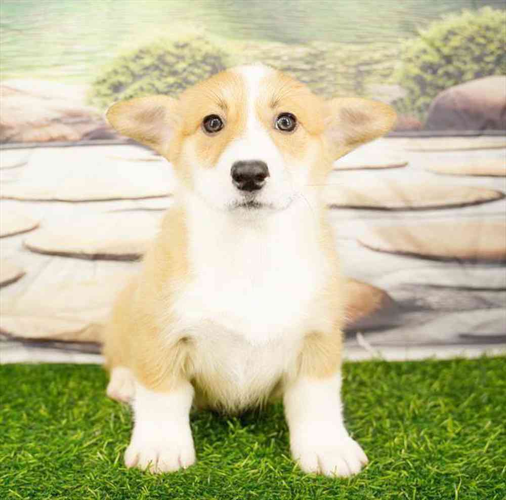 pet breed image